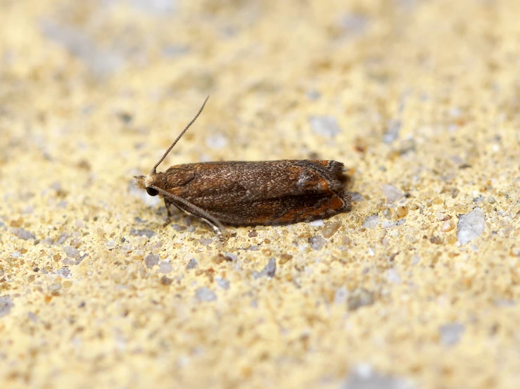a brown and white bug on concrete next to rocks