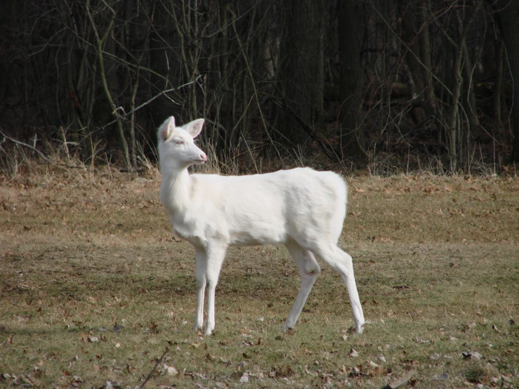 an animal is standing in the middle of a field