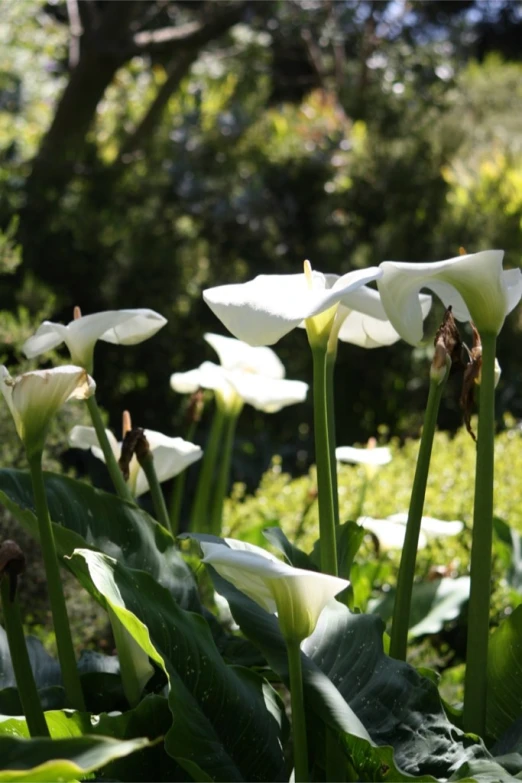 a bunch of white flowers are in a garden