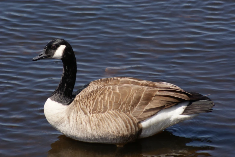 an adult swan is sitting in the water