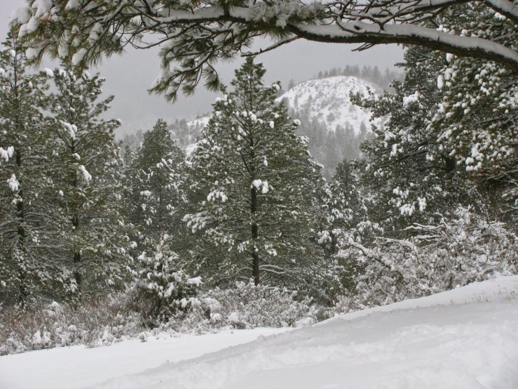 a snow covered ground near some trees and mountains