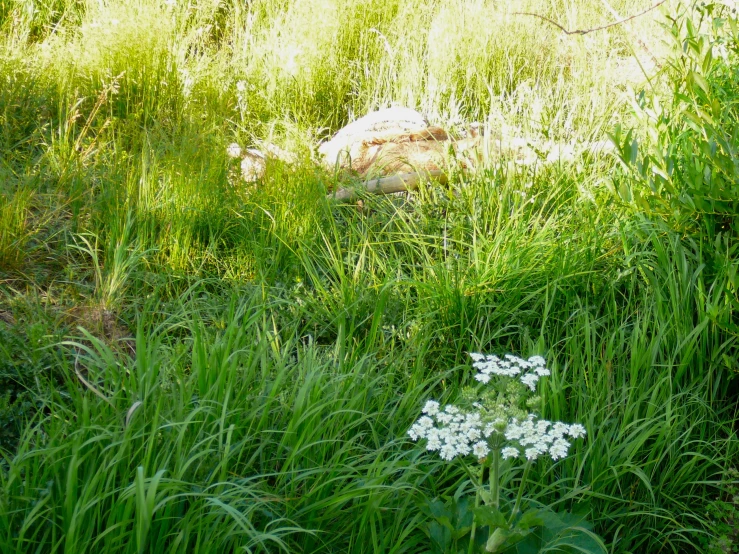 a group of white flowers in the grass