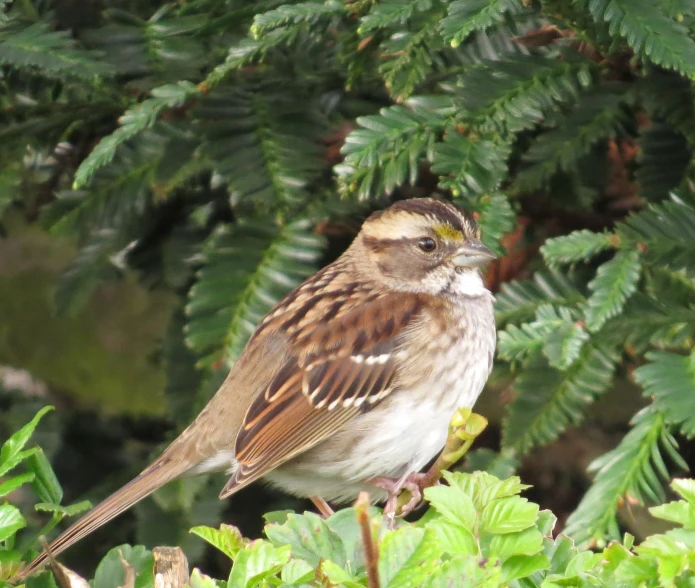 a bird is sitting on a tree nch