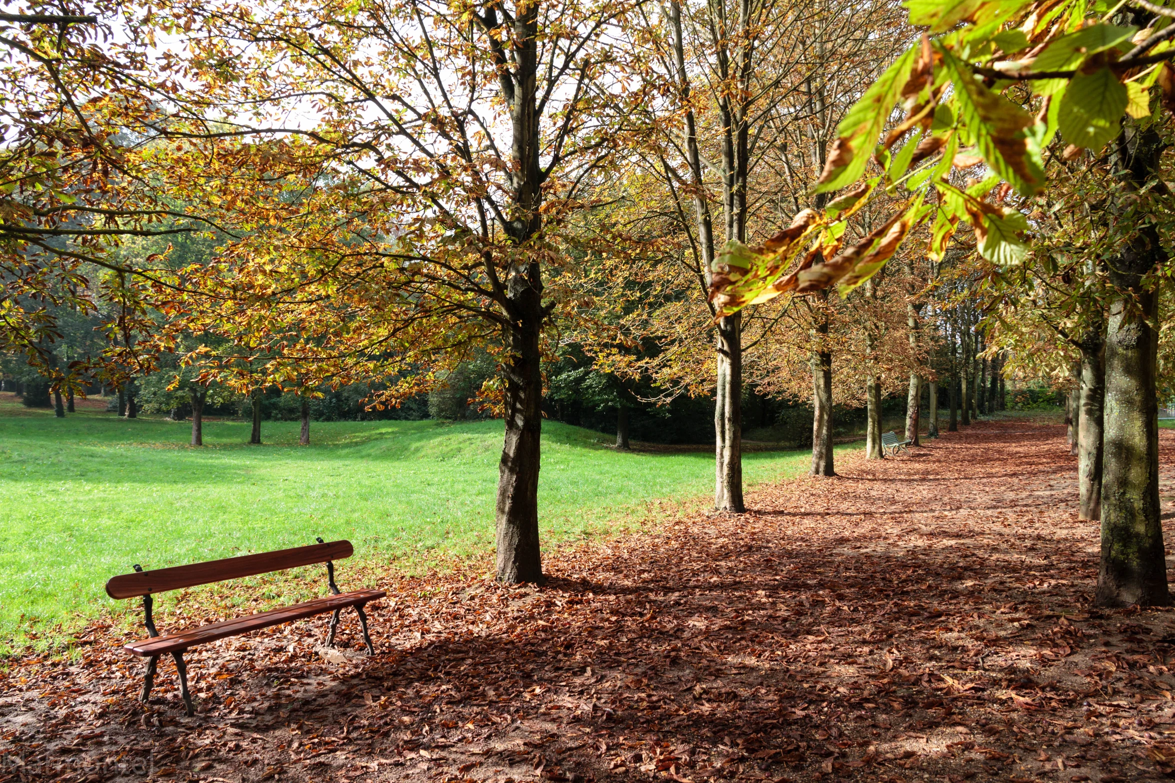 a park bench is surrounded by trees in the fall