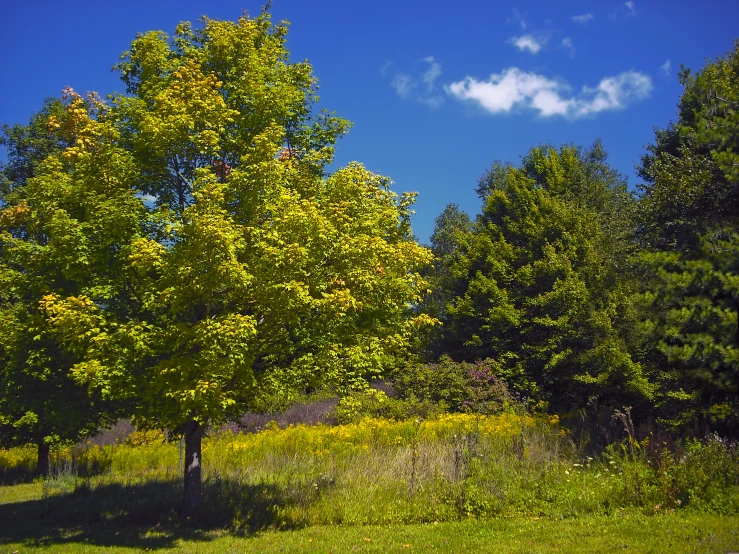 a lone yellow tree in a grassy meadow