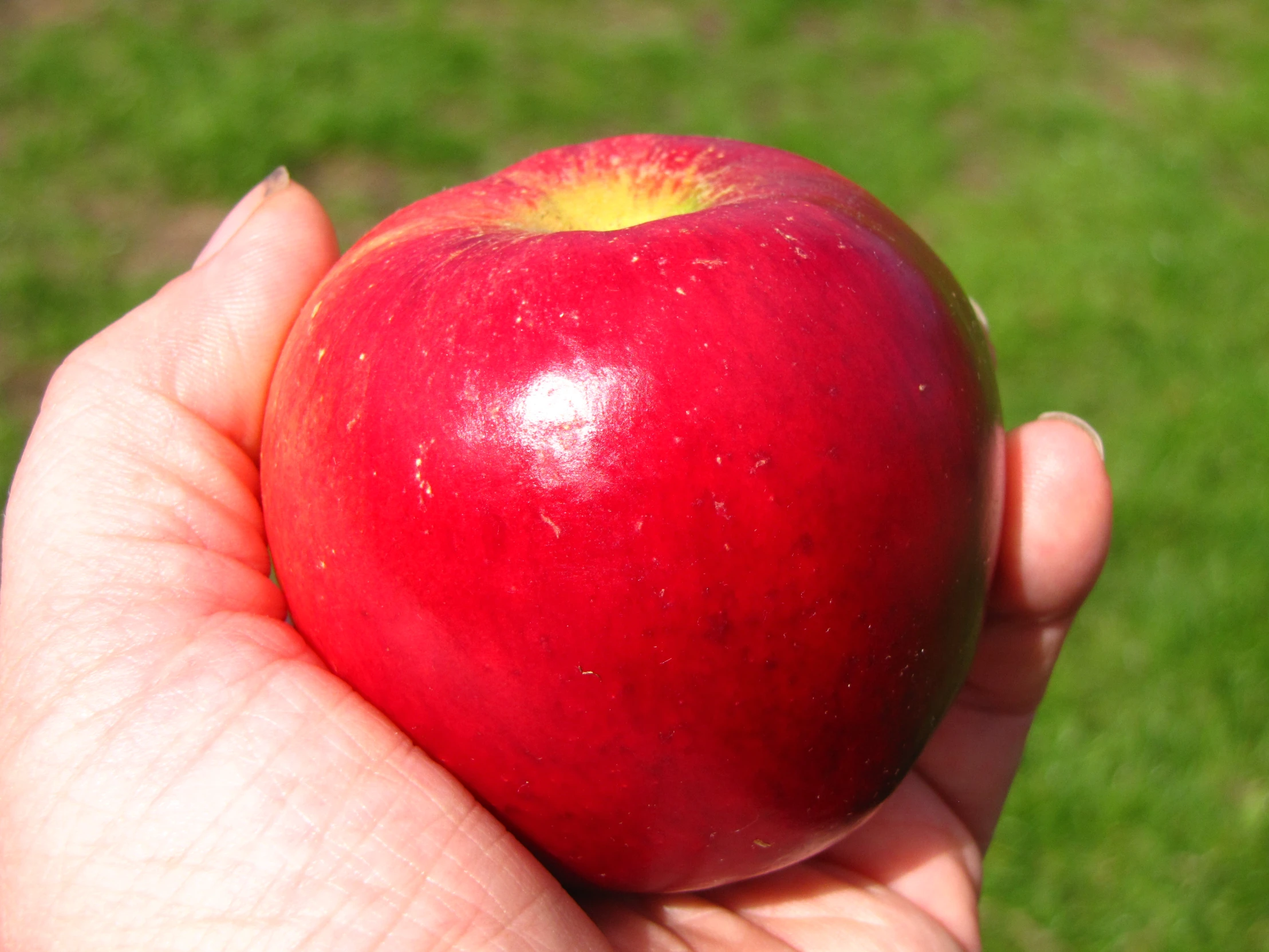 someone's hand holding an apple with a yellow tip