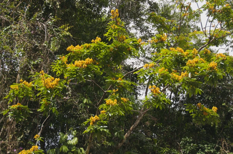 a bunch of yellow flowers growing on a tree