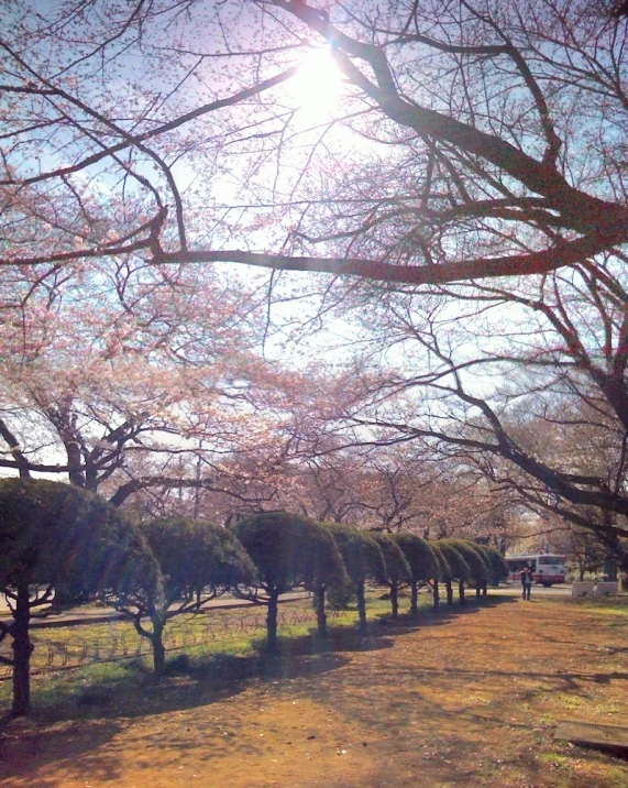 some trees and grass in front of the sun