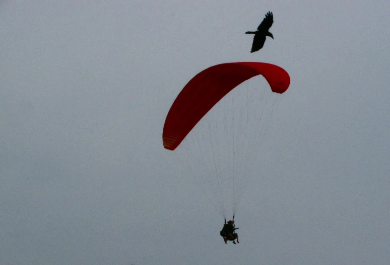 two para sailors are flying on their kite