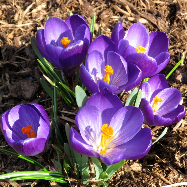 some purple flowers blooming in a field of dirt