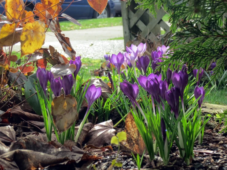 a cluster of purple flowers surrounded by leaves