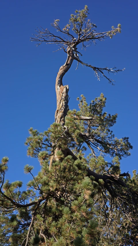 there is a tree that has grown in the top