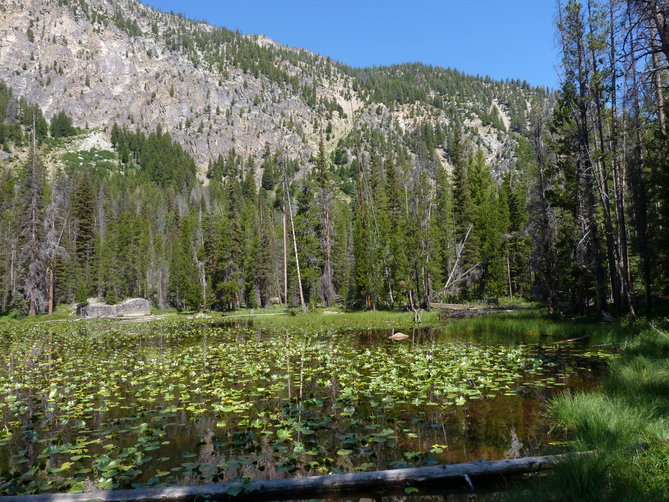 a pond is surrounded by lily pads on a mountain