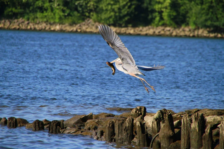 an ospree flies near the shoreline with a fish