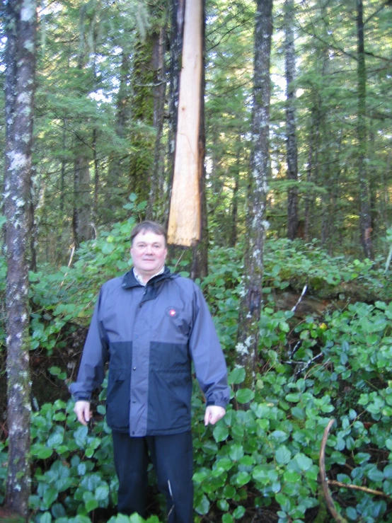 a person standing in a forest full of plants and a big tree