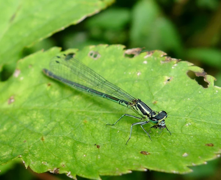 a black and white dragonfly sitting on a leaf