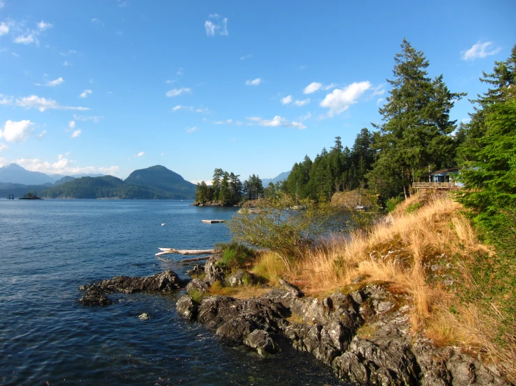 a body of water with some plants and trees on the shore