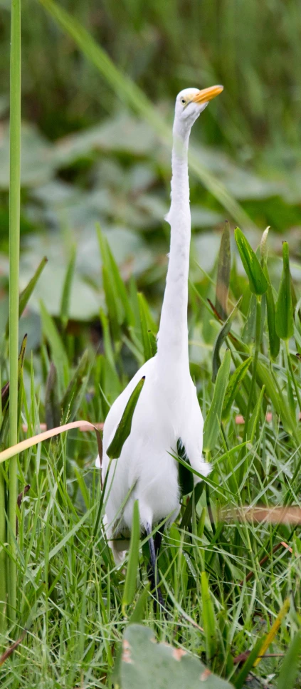 a long - legged white bird walks in the grass