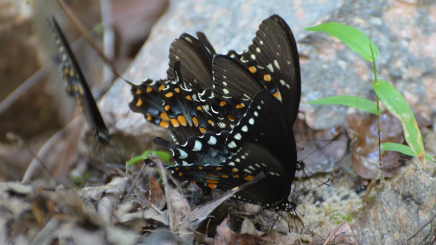 three orange and black erflies sitting on rocks