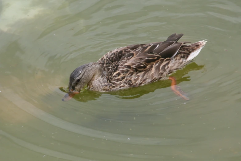 an adult duck with it's head submerged in a lake
