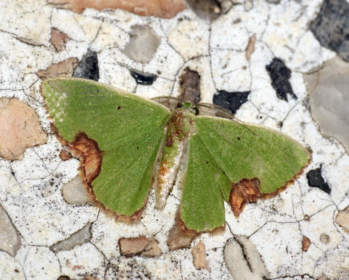 the green erfly is resting on a stony ground