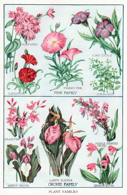 a group of different flowers are shown