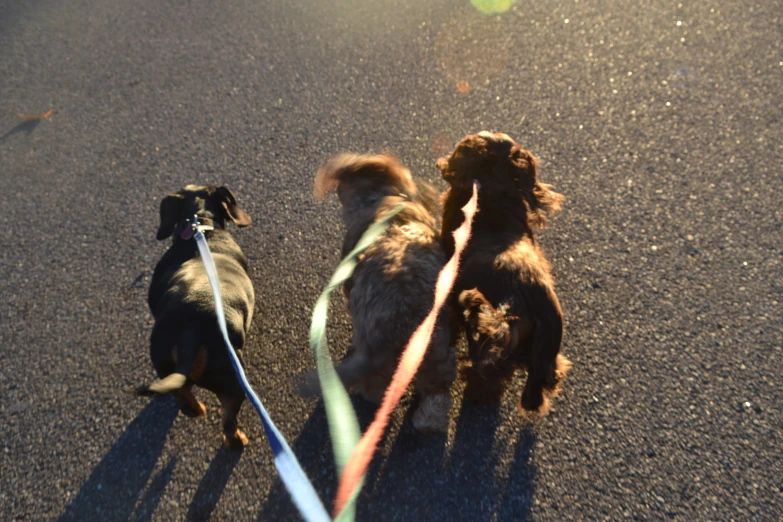 two brown dogs walking down a street on leashes