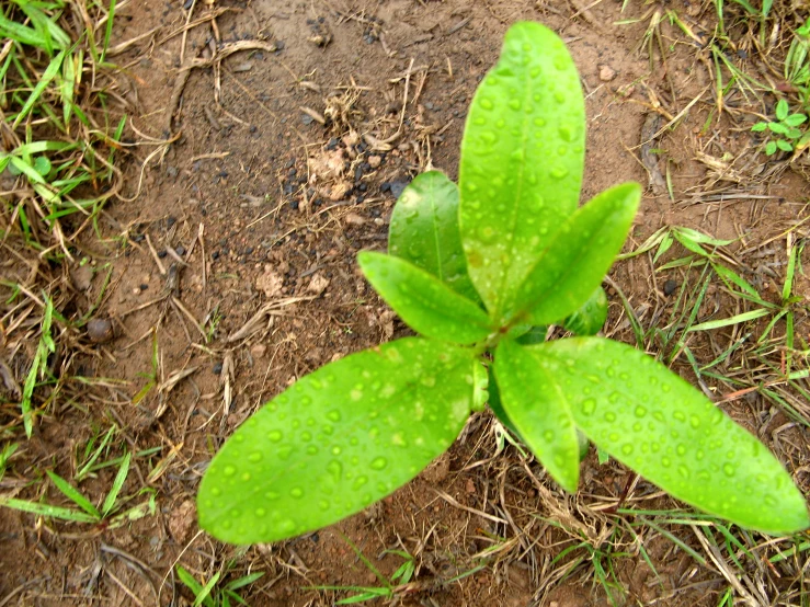 a small green plant sits on the ground