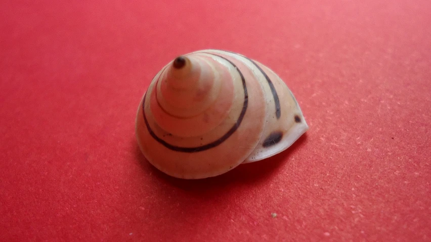 a small shell on a red surface with a blurry background