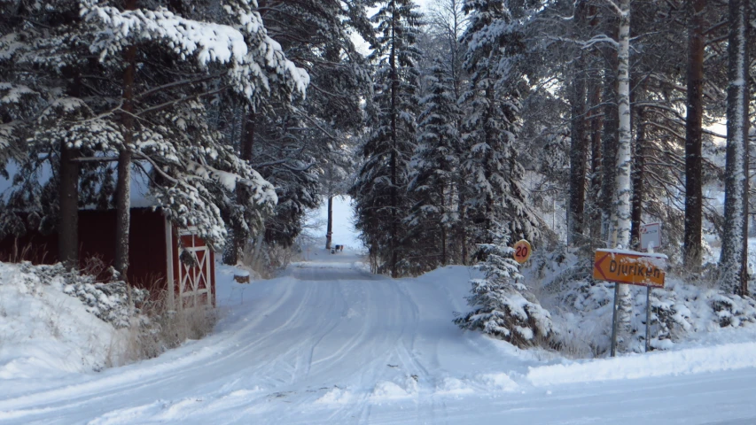 two signs show directions near some snowy trees