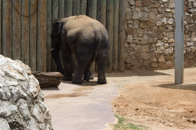 a grey elephant walking around in a dirt enclosure