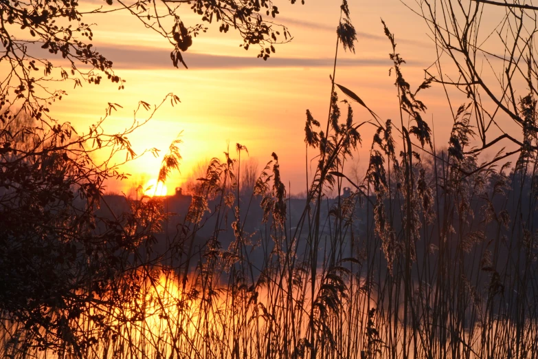 the sun setting behind some tall grass