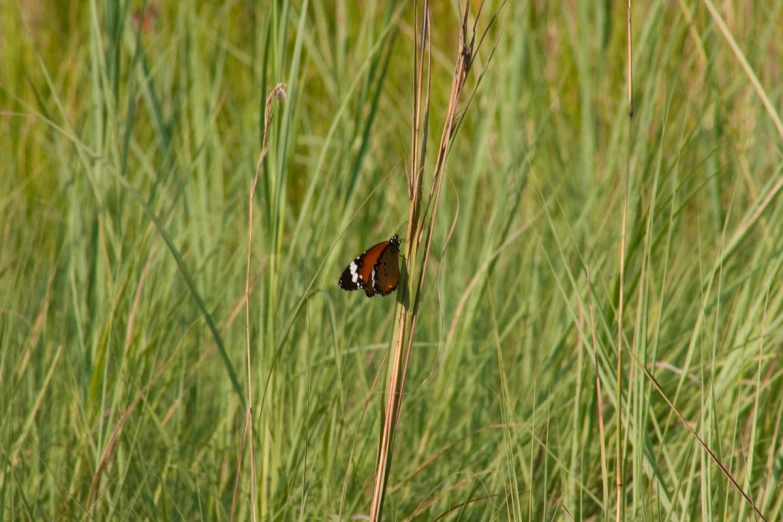 the beautiful erfly is in the tall green grass