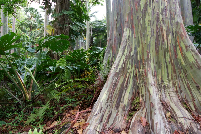 a large tree with green, brown and yellow leaf