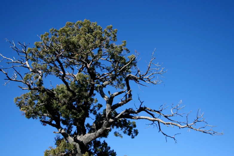 a tree that is on top of a hill