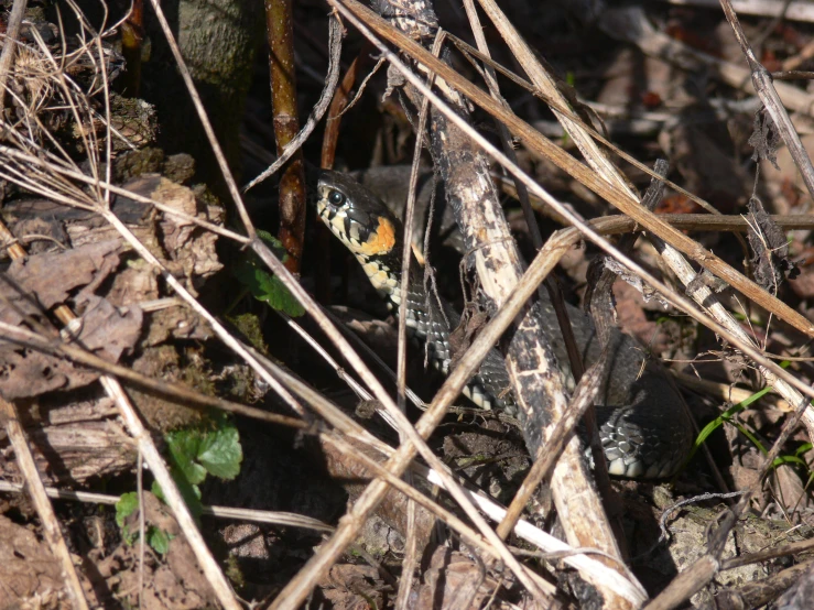 a black and orange lizard some plants and dirt