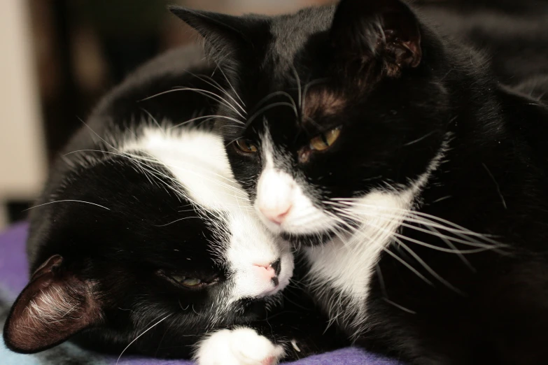 a close up of two cats cuddling on a pillow