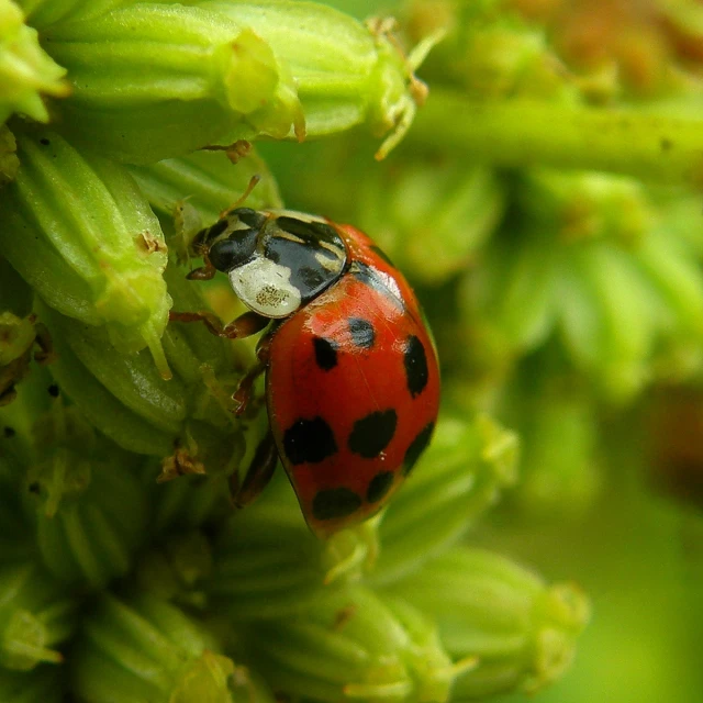 a ladybird that is standing on the end of a plant