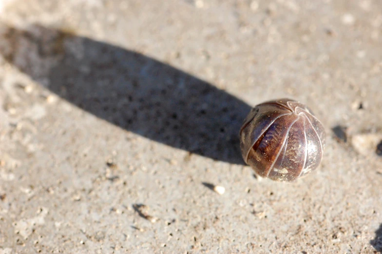 there is a very small shell sitting on the ground