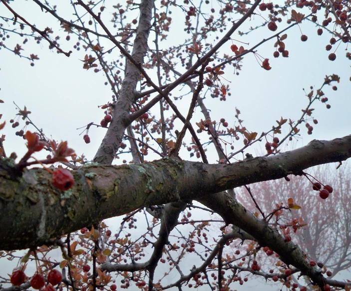 a bird sitting on top of a nch next to a tree