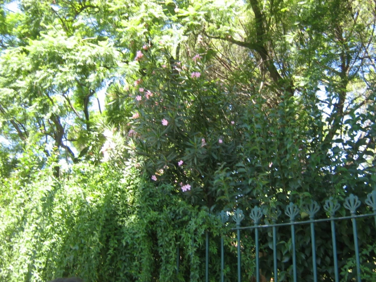 the tree is next to the metal fence