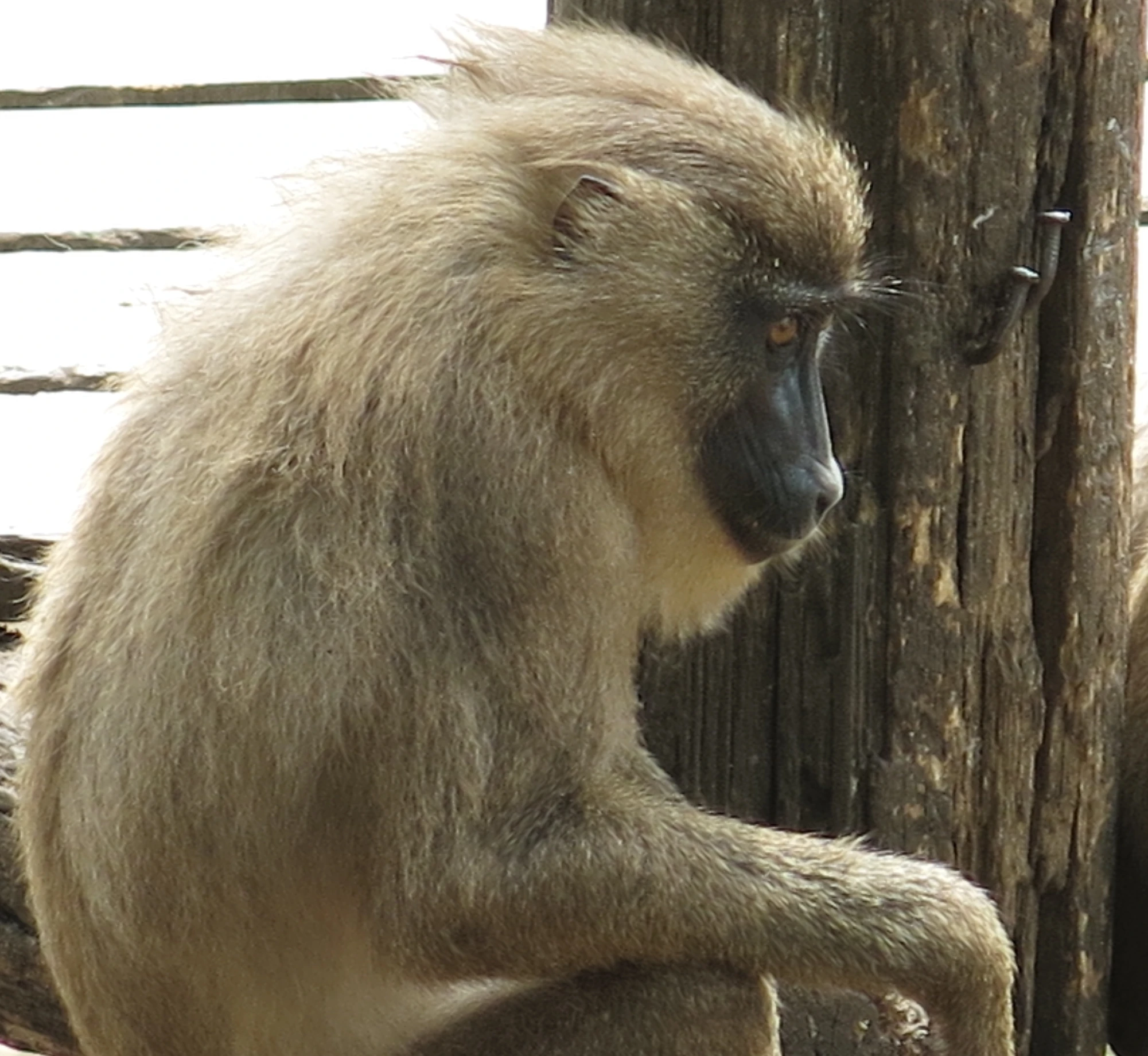 a very cute long - haired monkey sitting by a wooden pole