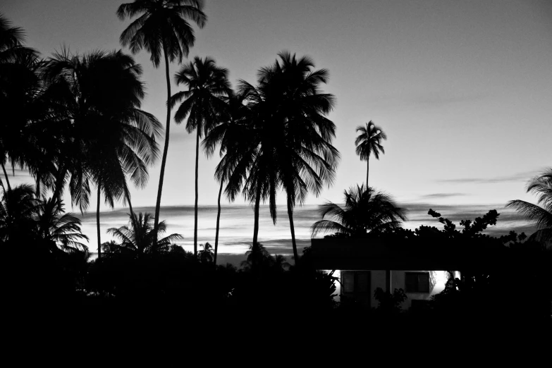 a dark po of many trees and buildings