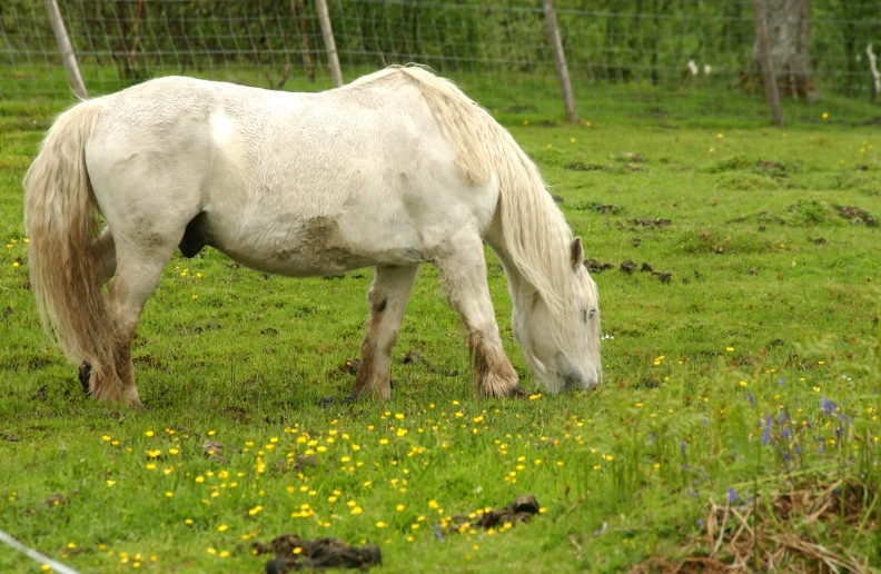 an adult horse grazing in the field with yellow flowers