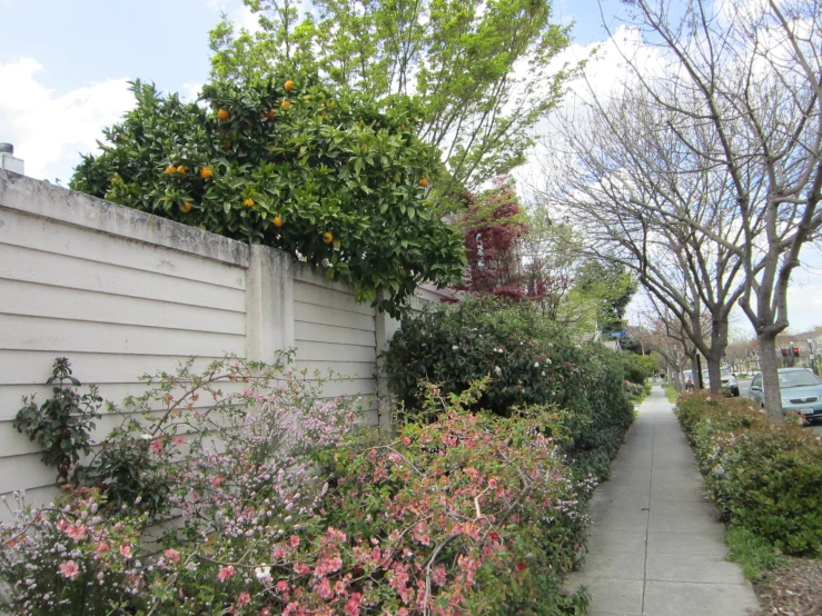 the flowers on the side of the house are purple and orange