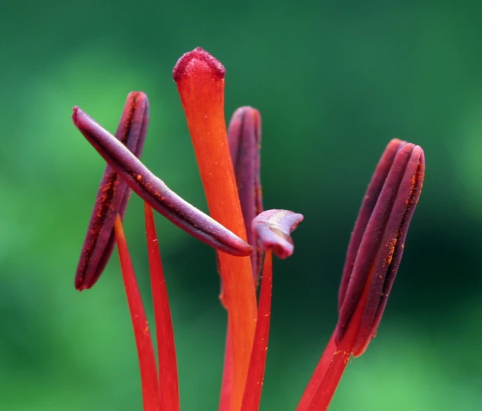 a red flower is shown in close up