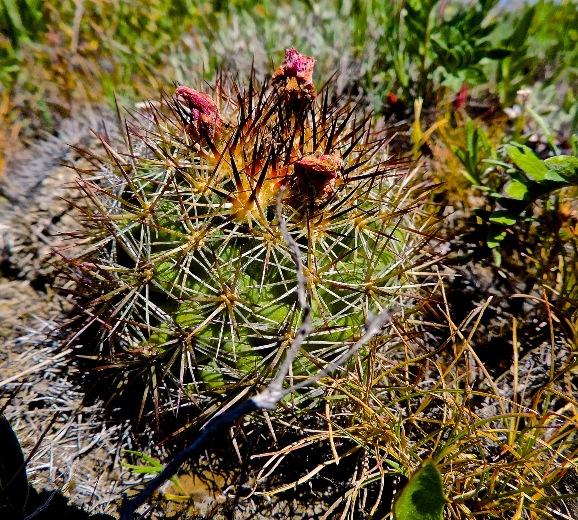 there is a small cactus in the middle of a desert