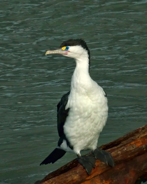 a black and white bird standing on a log