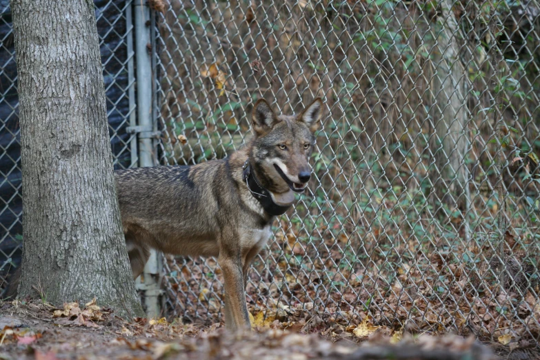 a small wolf standing by a fence in the forest