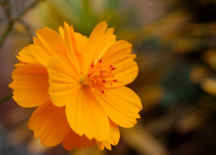 a large orange flower with a lot of leaves around it